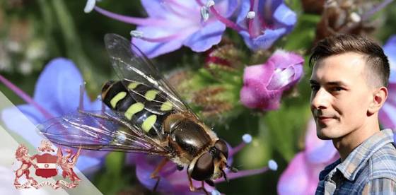 Discovering Insects | A Guided Walk Through Wandsworth Common