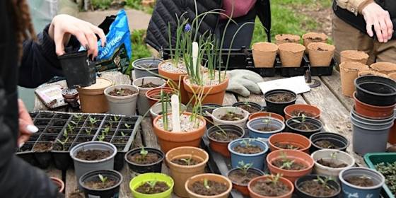 Community Growing: Sunday Volunteering at our Community Garden