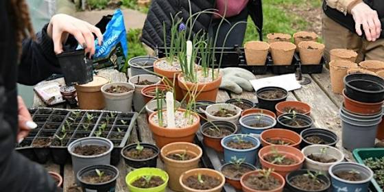 Community Growing: Sunday Volunteering at our Community Garden